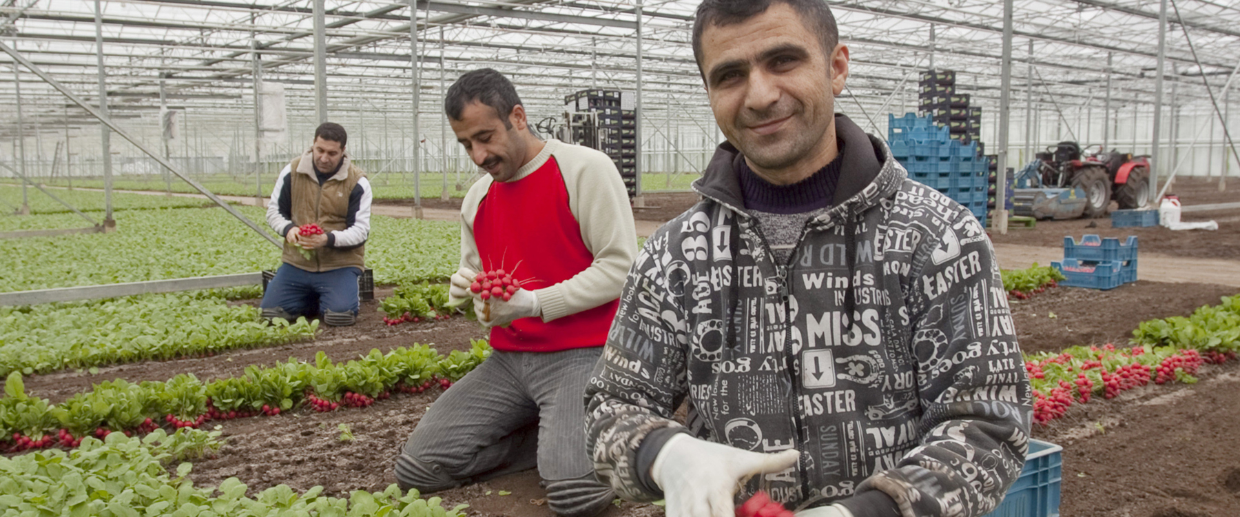 Het bossen van radijs in radijskwekerij Yilmaz, een Turks bedrijf in de Glastuinbouw in Poeldijk. | Foto: Bert Janssen | Hollands Hoogte, 2009