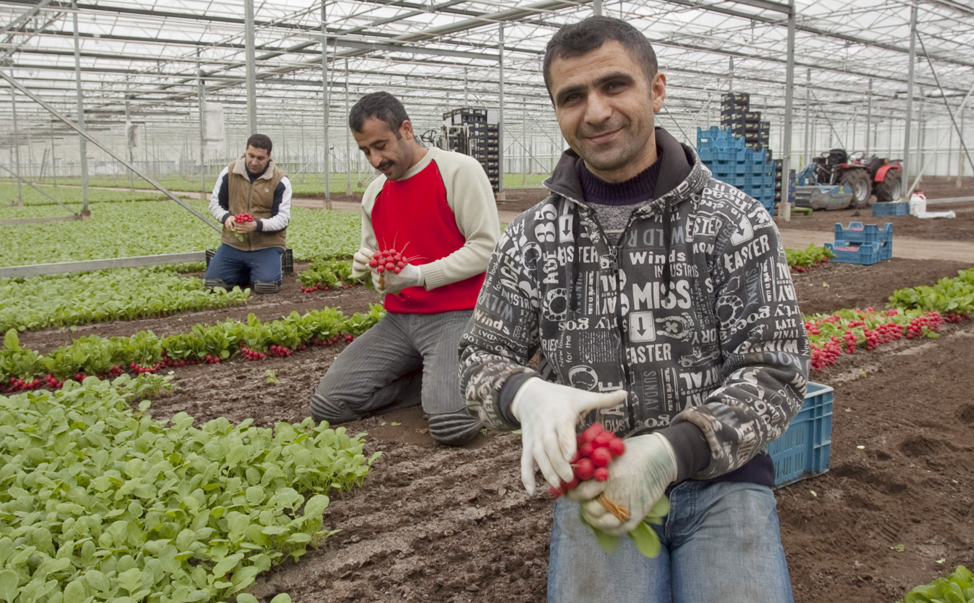 Turkse radijskwekerij, Poeldijk. | Foto: Bert Janssen | Hollands Hoogte, 2009 Turkse radijskwekerij, Poeldijk. | Foto: Bert Janssen | Hollands Hoogte, 2009