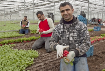 Turkse radijskwekerij, Poeldijk. | Foto: Bert Janssen | Hollands Hoogte, 2009